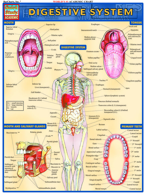 Title details for Digestive System by BarCharts, Inc. - Available